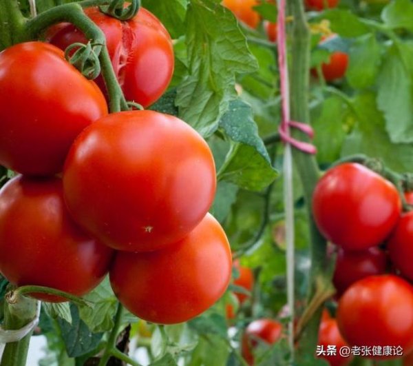 实盘配资一般不超过多少 西红柿是生吃好还是熟吃好？提醒：这4类人，建议少吃或不吃